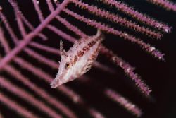Slender Filefish. by Jacques Miller 